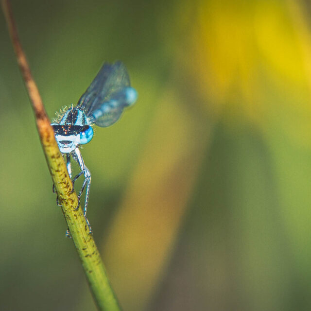 Damsel