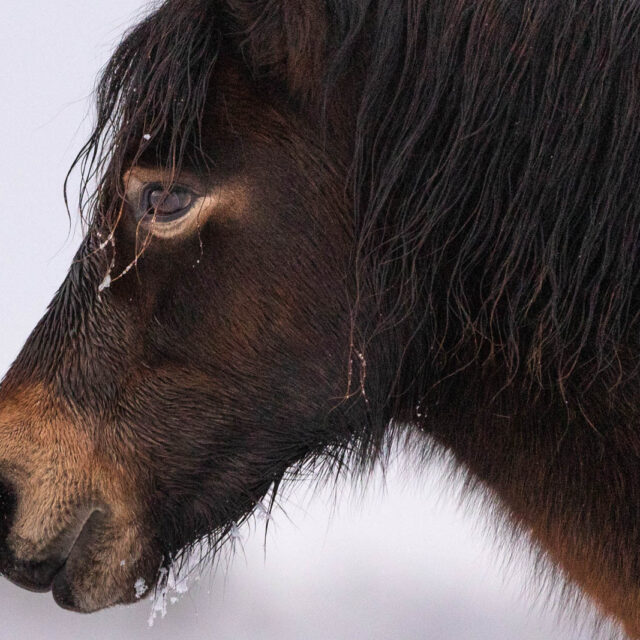 Winter Pony